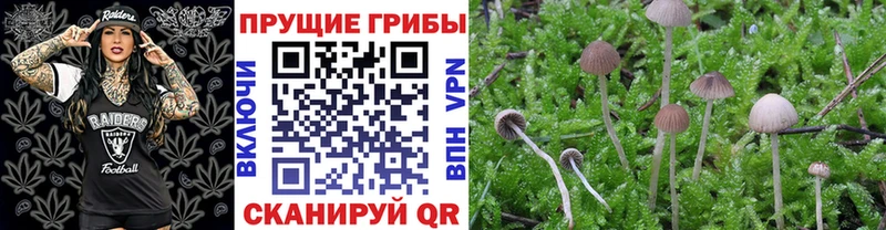 Купить где  Нязепетровск  Псилоцибиновые грибы Magic Shrooms 